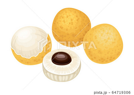 Longan Fruit of Circular Shape Showing Translucent Flesh and Black Seed Inside Vector Illustration 64719306