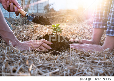 Young men join hands together to plant trees on fertile ground. The concept of protecting nature Young men join hands together to plant trees on fertile ground. The concept of protecting nature 64719445