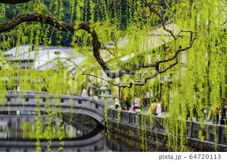 城崎温泉 新芽吹く大谿川沿の柳並木 城崎温泉 新芽吹く大谿川沿の柳並木 64720113