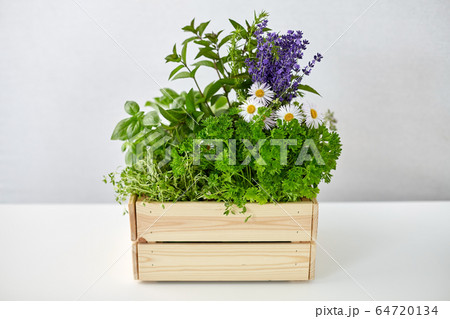 green herbs and flowers in wooden box on table green herbs and flowers in wooden box on table 64720134