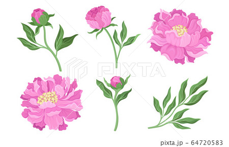 Peony Flowering Plant with Leaves and Showy Petals Vector Set 64720583