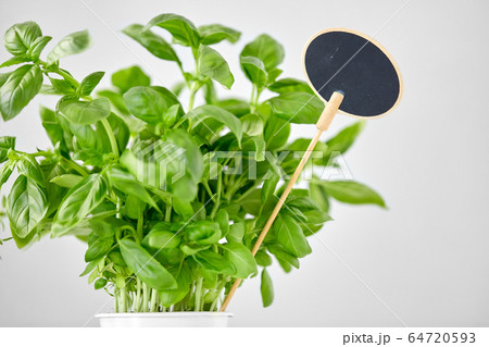 close up of basil herb with name plate in pot close up of basil herb with name plate in pot 64720593