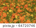オレンジの花畑 64720746