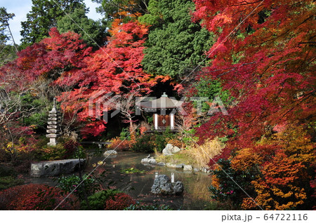 池とモミジ 64722116
