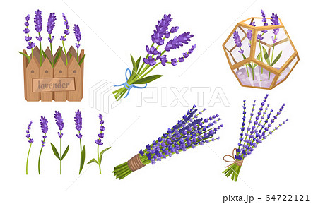 Lavender Floral Twigs Tied in Bunches, Growing in Flowerbed and Scattered Vector Set Lavender Floral Twigs Tied in Bunches, Growing in Flowerbed and Scattered Vector Set 64722121