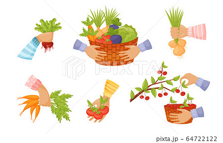 Hands Holding and Picking Agricultural Crops Like Carrot and Tomato Vector Set Hands Holding and Picking Agricultural Crops Like Carrot and Tomato Vector Set 64722122