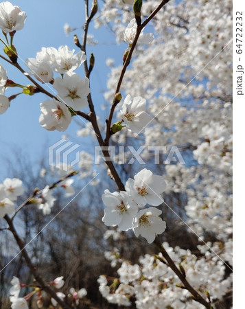 自然 風景 自然の風景 64722232