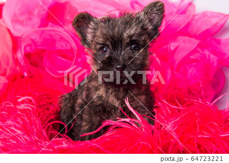 Cairn Terrier puppy dog on pink bois background. Cairn Terrier puppy dog on pink bois background. 64723221