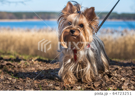Yorkshire terrier dog sitting close up on nature Yorkshire terrier dog sitting close up on nature 64723251