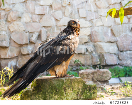 Vulture bird in zoo on blurred nature background Vulture bird in zoo on blurred nature background 64723323