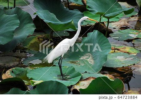 長居公園のダイサギ 長居公園のダイサギ 64723884