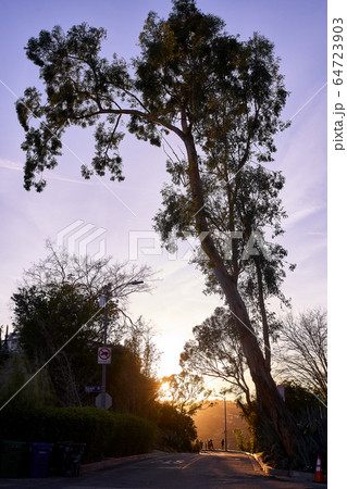 森 森林 風景 64723903