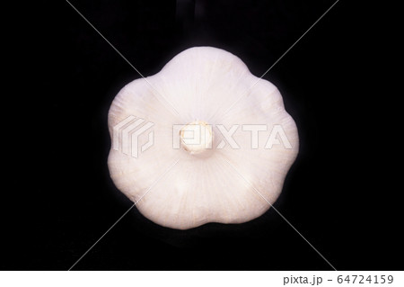 ニンニク ニンニク 64724159