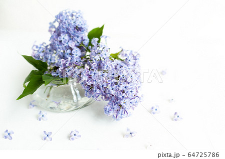 Lilac fresh flowers on the white background. Spring concept 64725786