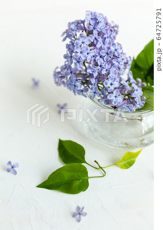 Lilac fresh flowers on the white background. Spring concept Lilac fresh flowers on the white background. Spring concept 64725791