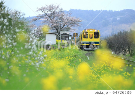 いすみ鉄道 菜の花と桜咲く東総元駅 の写真素材