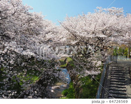 滋賀 瀬田 長沢川の桜 滋賀 瀬田 長沢川の桜 64726569