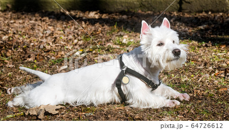 Beautiful West Highland White Terrier dog close up 64726612