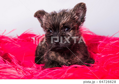 Cairn Terrier puppy dog on pink bois background. 64726628