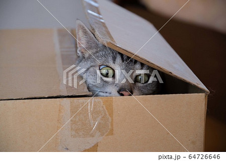 箱入り猫ちゃん 箱入り猫ちゃん 64726646