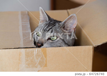 箱入り猫ちゃん 64726740