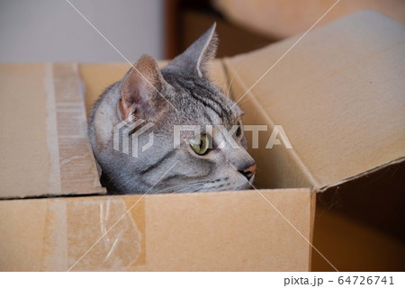 箱入り猫ちゃん 箱入り猫ちゃん 64726741