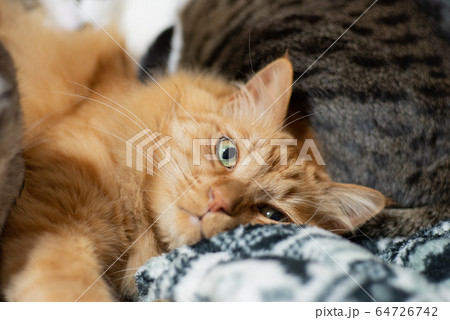 くつろぐ猫 64726742
