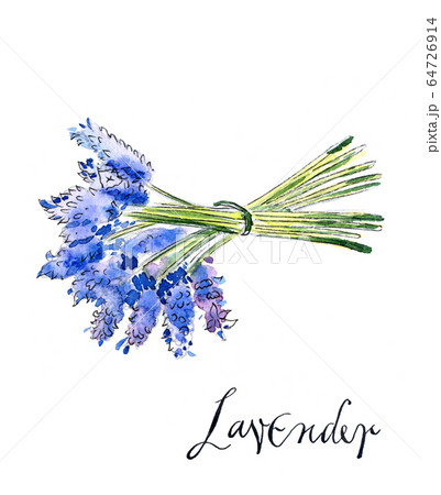 Bouquet of lavender 64726914