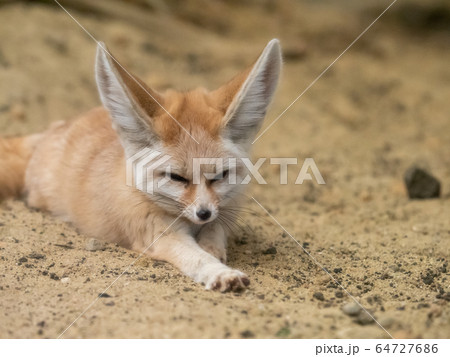 かわいいフェネック 伏せでくつろぐ 撮影許可・協力:アクアマリンふくしま かわいいフェネック 伏せでくつろぐ 撮影許可・協力:アクアマリンふくしま 64727686