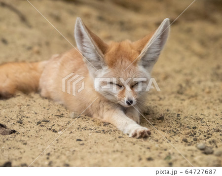 かわいいフェネック　伏せでくつろぐ　撮影許可・協力：アクアマリンふくしま 64727687