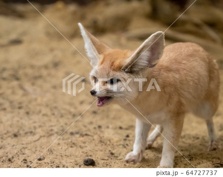 かわいいフェネック　悪顔　撮影許可・協力：アクアマリンふくしま 64727737