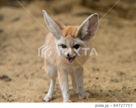 かわいいフェネック 悪顔 撮影許可・協力:アクアマリンふくしま かわいいフェネック 悪顔 撮影許可・協力:アクアマリンふくしま 64727757