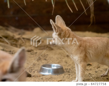 かわいいフェネック 撮影許可・協力:アクアマリンふくしま かわいいフェネック 撮影許可・協力:アクアマリンふくしま 64727758