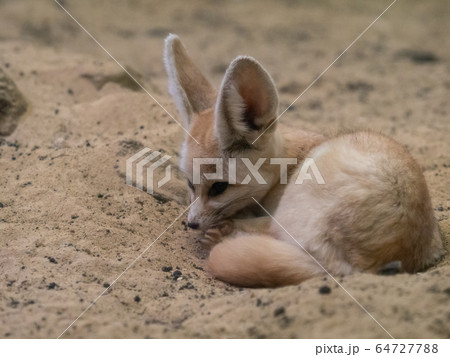 かわいいフェネック　撮影許可・協力：アクアマリンふくしま 64727788