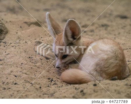 かわいいフェネック 撮影許可・協力:アクアマリンふくしま かわいいフェネック 撮影許可・協力:アクアマリンふくしま 64727789