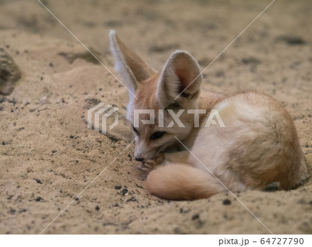 かわいいフェネック　撮影許可・協力：アクアマリンふくしま 64727790