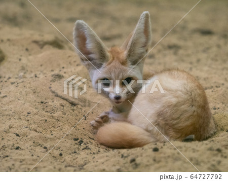 かわいいフェネック　撮影許可・協力：アクアマリンふくしま 64727792