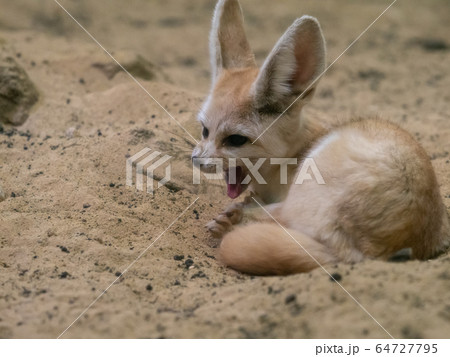 かわいいフェネック あくび 撮影許可・協力:アクアマリンふくしま かわいいフェネック あくび 撮影許可・協力:アクアマリンふくしま 64727795