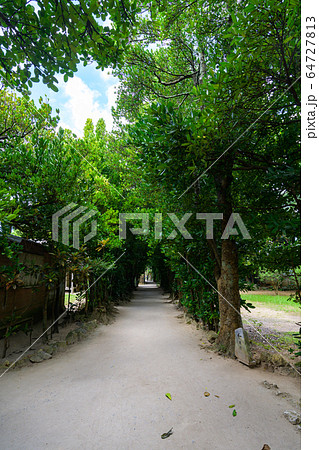 沖縄県　備瀬のフクギ並木 64727813