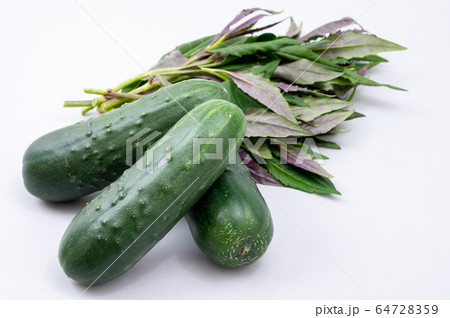 加賀野菜　太きゅうり　金時草　野菜 64728359
