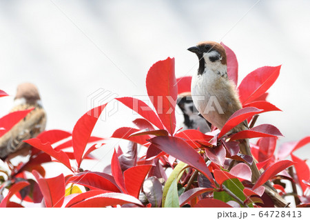 スズメ スズメ 64728413