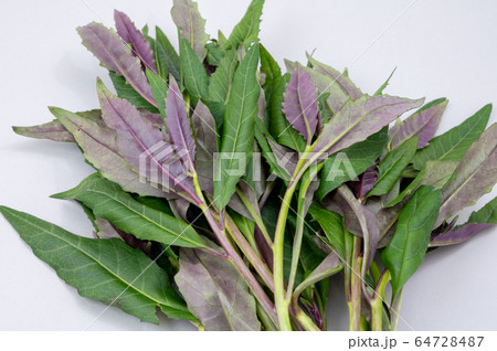 加賀野菜 金時草(きんじそう)/水前寺菜(すいぜんじな)/式部草(しきぶそう) 加賀野菜 金時草(きんじそう)/水前寺菜(すいぜんじな)/式部草(しきぶそう) 64728487