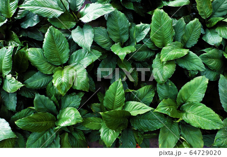 Top view inside garden of flower plant, many flora growing in green 64729020