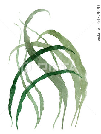 水彩で描いたアクアプランツ／バリスネリア 64729093