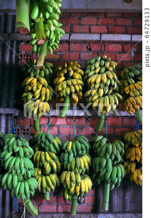 Many bunch of bananas, Vietnamese tropical fruit hang on the wall inside agriculture product barn 64729133