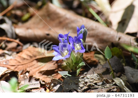 フデリンドウ フデリンドウ 64731193
