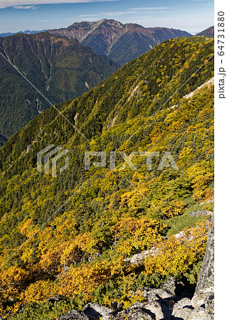 南アルプス・鳳凰三山・観音岳のダケカンバの黄葉と仙丈ヶ岳の眺め 南アルプス・鳳凰三山・観音岳のダケカンバの黄葉と仙丈ヶ岳の眺め 64731880