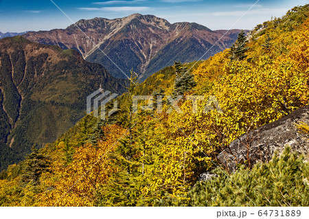 南アルプス・鳳凰三山・観音岳のダケカンバの黄葉と仙丈ヶ岳の眺め 南アルプス・鳳凰三山・観音岳のダケカンバの黄葉と仙丈ヶ岳の眺め 64731889