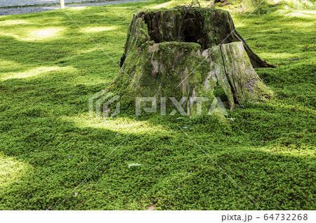 平泉寺白山神社 64732268
