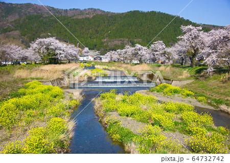 余呉川堤の桜2020 余呉川堤の桜2020 64732742